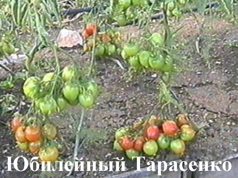 Томат Юбилейный Тарасенко Фото Урожайность Характеристика