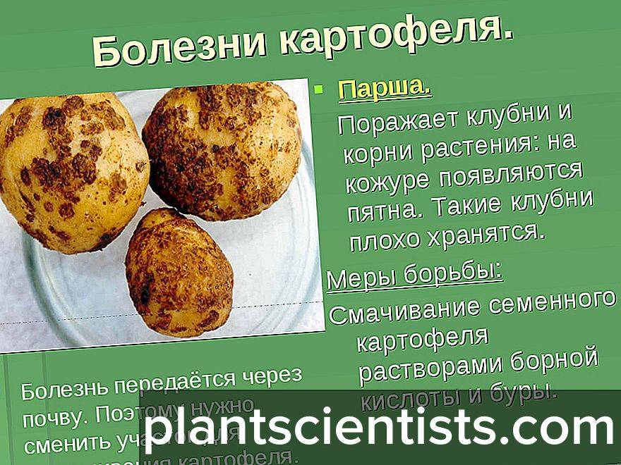 Болезни картофеля — описание и фото