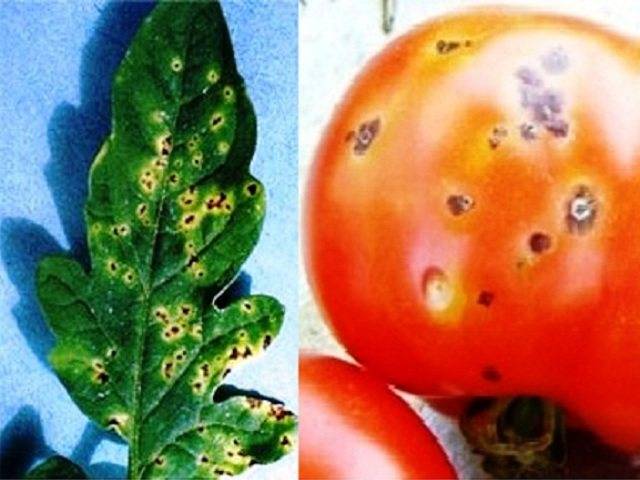 Огуречная мозаика на томатах: описание болезни и 7 профилактических мероприятий