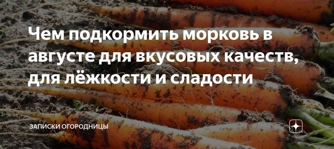 Чем подкормить морковь в июне – применение мочевины, соли, настроя крапивы, йода, коровяка, суперфосфата и других добавок