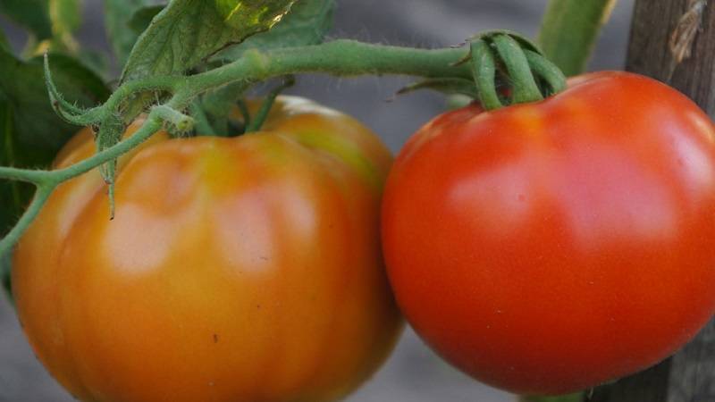 Томат "король гигантов": характеристика и описание сорта, отзывы, фото, урожайность – все о томатах. выращивание томатов. сорта и рассада.