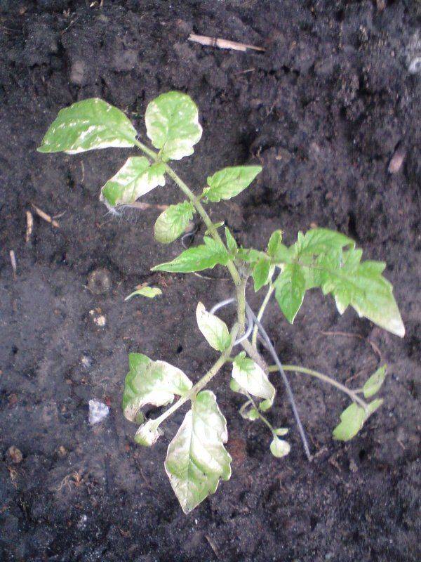 Белые пятна на листьях рассады томатов