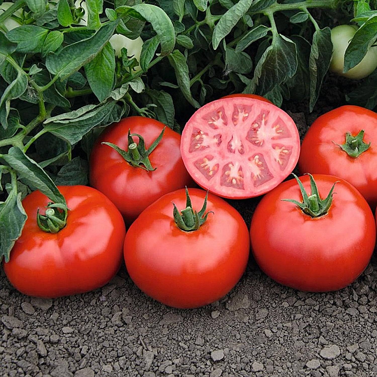 Характеристика томата сорта лоджейн и правила выращивания