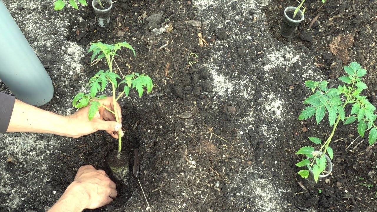 Как посадить томаты (помидоры) семенами в открытый грунт
