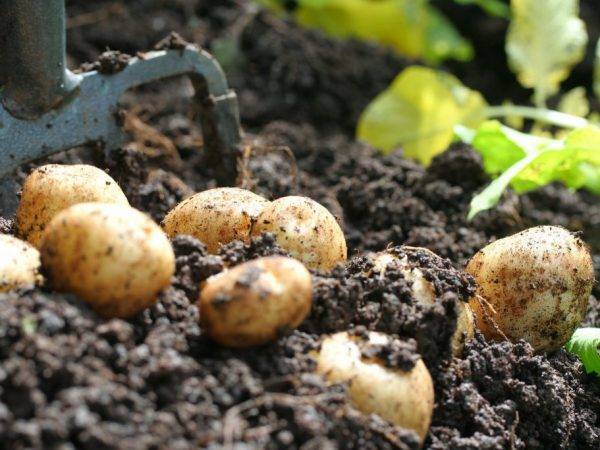 Сорта картофеля для Центрально-черноземного региона: список