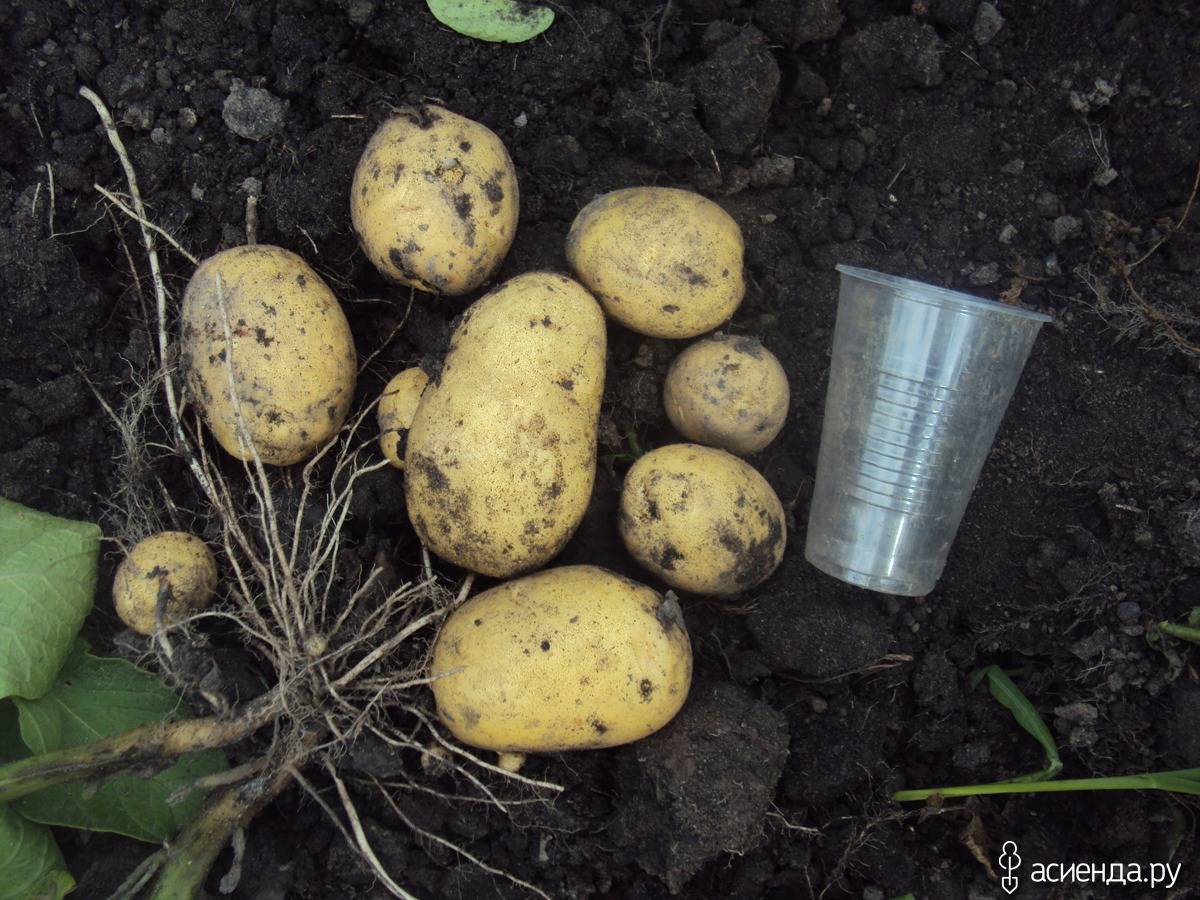 Картофель "кураж": описание сорта, фото и подробная характеристика русский фермер