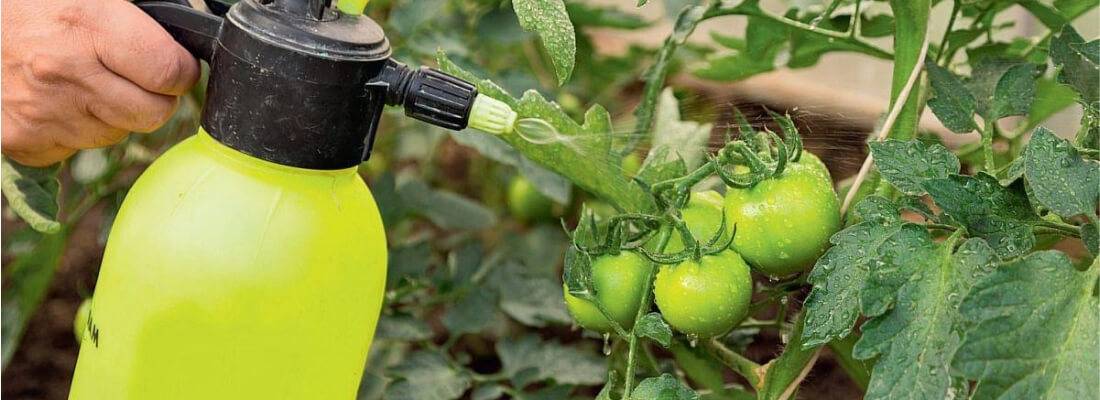 Полив томатов борной кислотой: как полить помидоры таким раствором, можно ли поливать ослабленные растения и как часто, секреты правильного применения