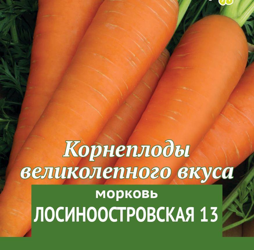 Морковь лосиноостровская описание отзывы. Морковь Лосиноостровская 13. Сорт моркови Лосиноостровская. Морковь Лосиноостровская 13 характеристика. Морковь Лосиноостровская Гавриш.