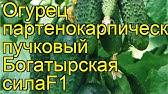 Огурцы богатырская сила f1 отзывы !