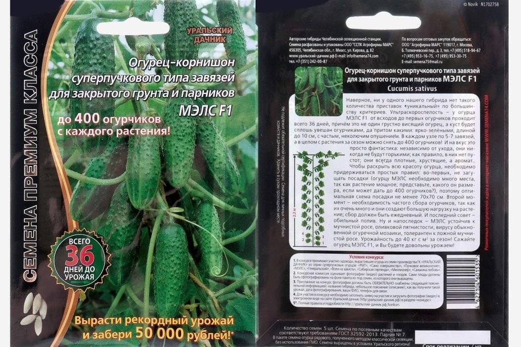 Об огурце мэлс: описание сорта, характеристики, технология выращивания
