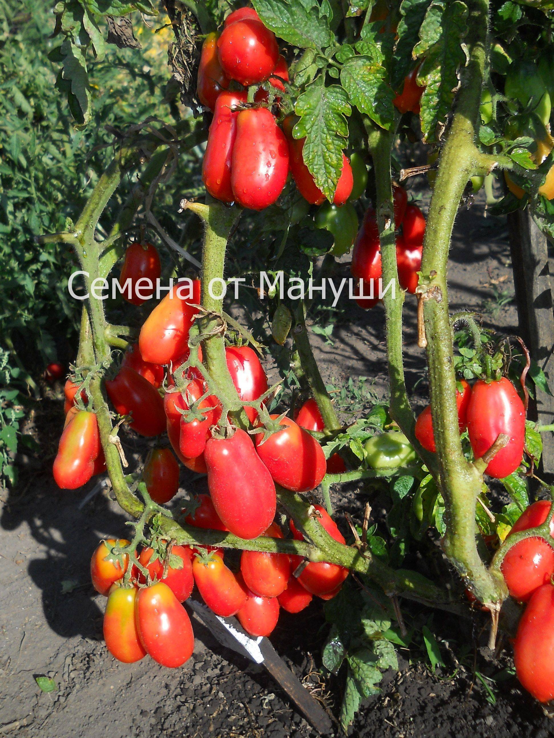 Сорт томата московский деликатес: фото, отзывы, описание, характеристики.
