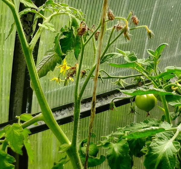 Почему после активного цветения не завязываются или плохо завязываются помидоры в теплице: что делать