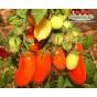 Высокоурожайный сорт томата ниагара идеальный для засолки