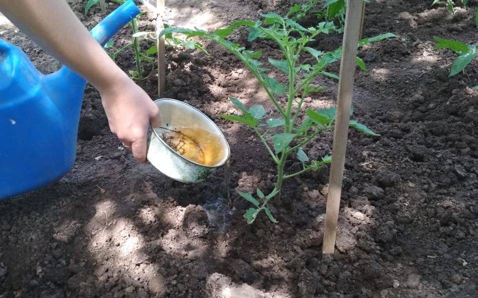 Подкормка рассады томатов золой – в домашних условиях, как применять в качестве удобрения