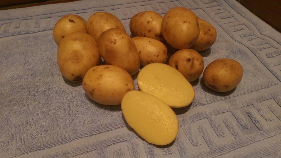 Картофель сынок: описание сорта, фото, отзывы о вкусовых качествах богатыря, рекомендации дачников как правильно сажать, характеристика урожайности