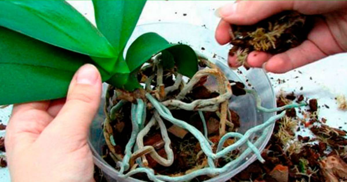 Почему сохнут бутоны у орхидеи фаленопсис и вянут цветы: основные причины