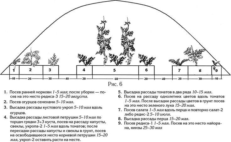 Схема высадки рассады помидоров в грунт: расстояние между кустами и рядами