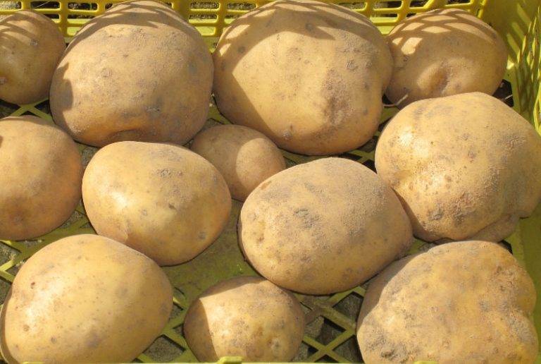 Сорта картофеля для средневолжского региона: список