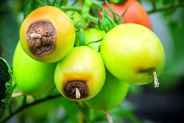 Вершинная гниль на помидорах: лечение и меры профилактики