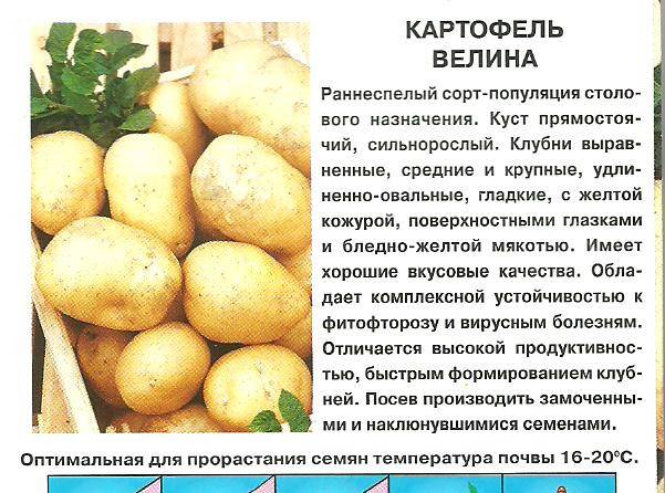 Картофель «любава»: описание сорта и его характеристика