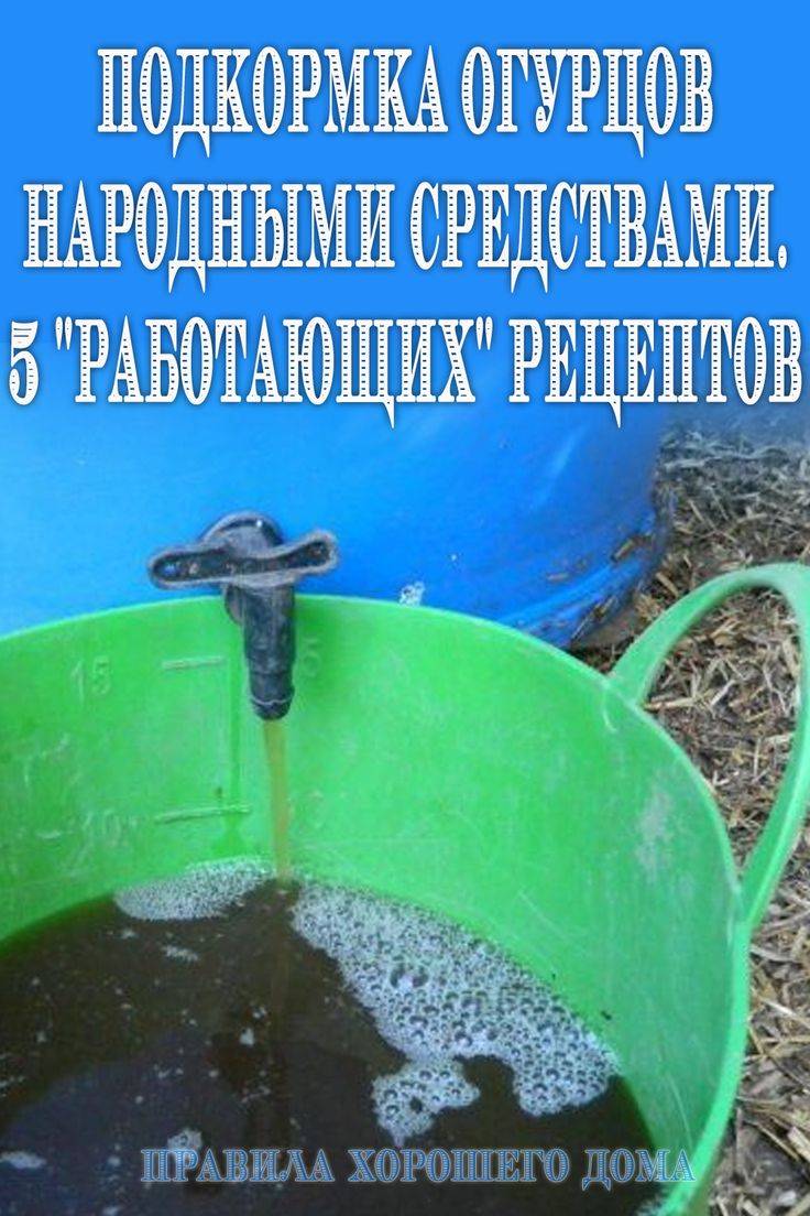Подкормка огурцов (26 фото): в теплице и открытом грунте, дрожжи для хорошего урожая и калийное удобрение, подкормка во время плодоношения