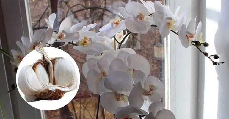 Как приготовить чесночный настой для орхидей и правильно применять