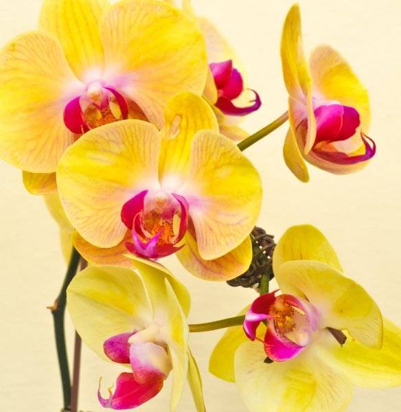 Белый фаленопсис: фото и описание орхидеи с белой губой, миди и других