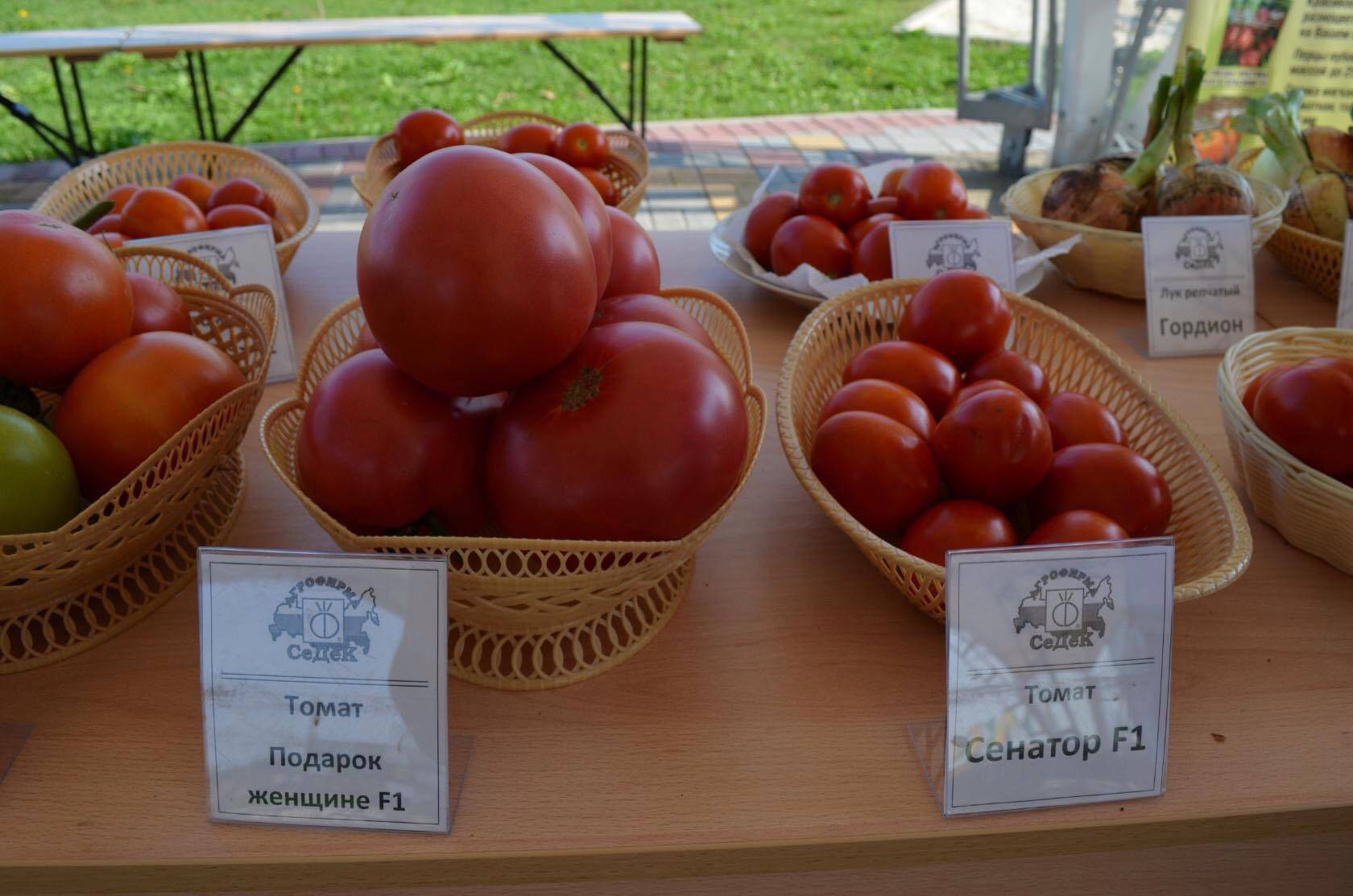Подарочный: описание сорта томата, характеристики помидоров, посев