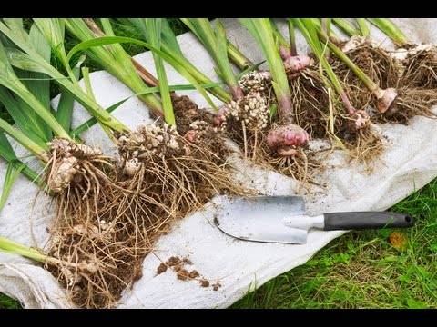 Выкопка гладиолусов и их хранение на зиму