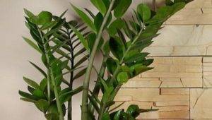 Замиокулькас — выращиваем долларовое дерево без проблем и хлопот