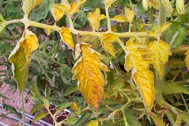 Узнайте за 5 минут, почему желтеют листья помидор в теплице