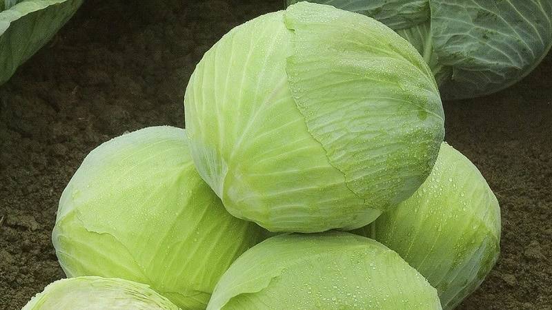 Топ-20 сортов капусты для засолки и квашения