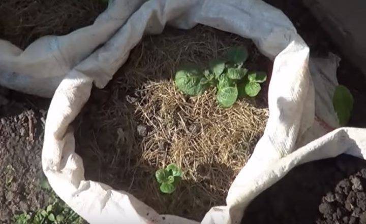 Выращивание картофеля по голландской технологии: описание способа, плюсы и минусы метода, а также правила посадки на даче и в домашних условиях русский фермер