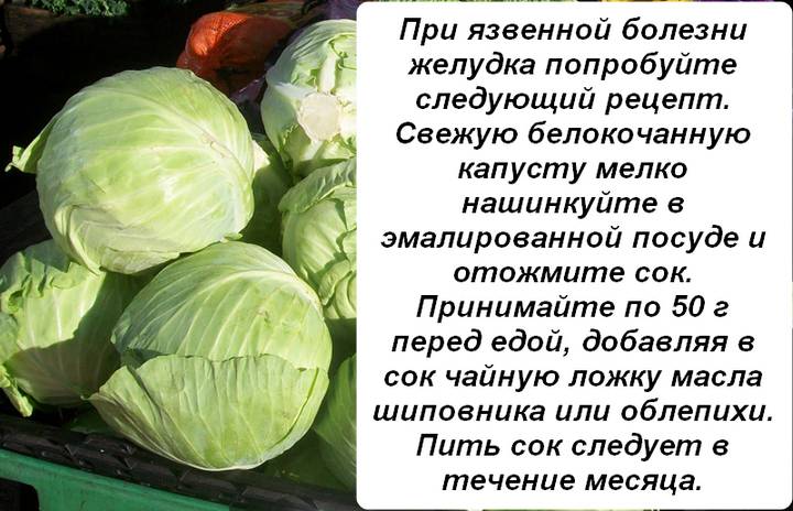 Чем полезна капуста - противопоказания и польза для организма