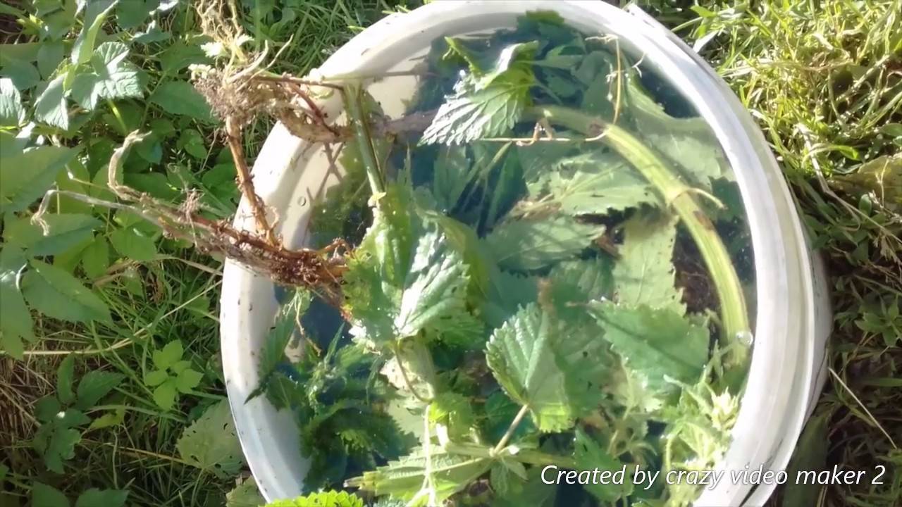 Настой из крапивы для подкормки растений - универсальное удобрение