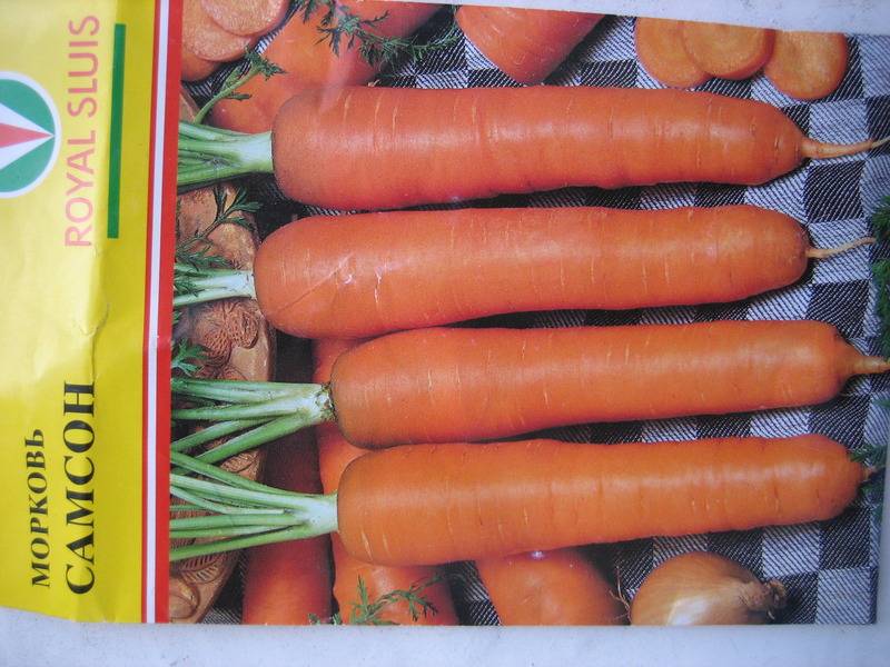 Морковь Самсон Отзывы Характеристика Фото