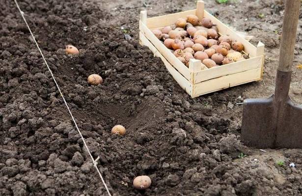 Можно ли выращивать картофель через рассаду