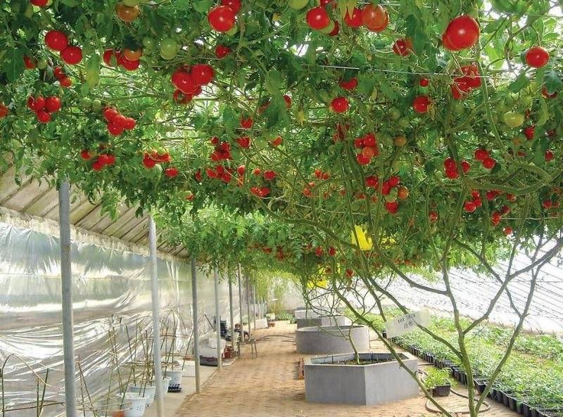 помидорное дерево - как вырастить дома, в открытом грунте