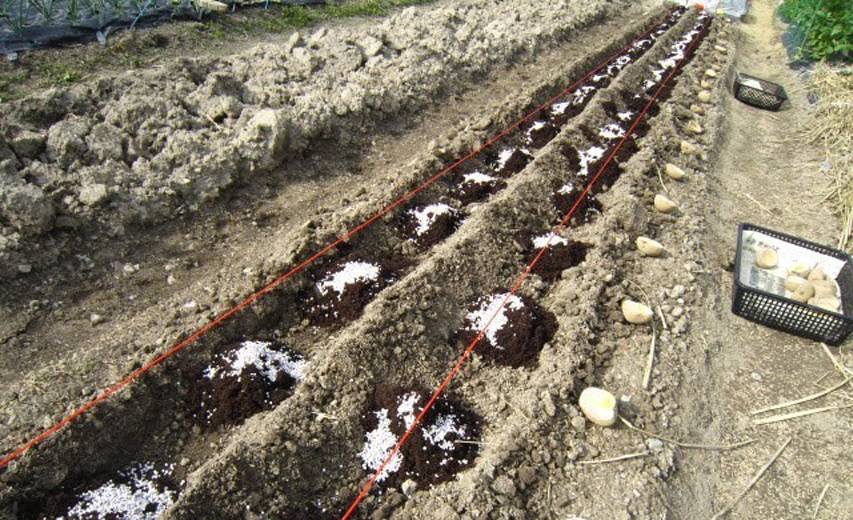 Посадка гребнем. Технология посадки картошки. Способы посадки картофеля. Посадка картошки сдвоенными рядами. Китайский метод посадки картофеля.
