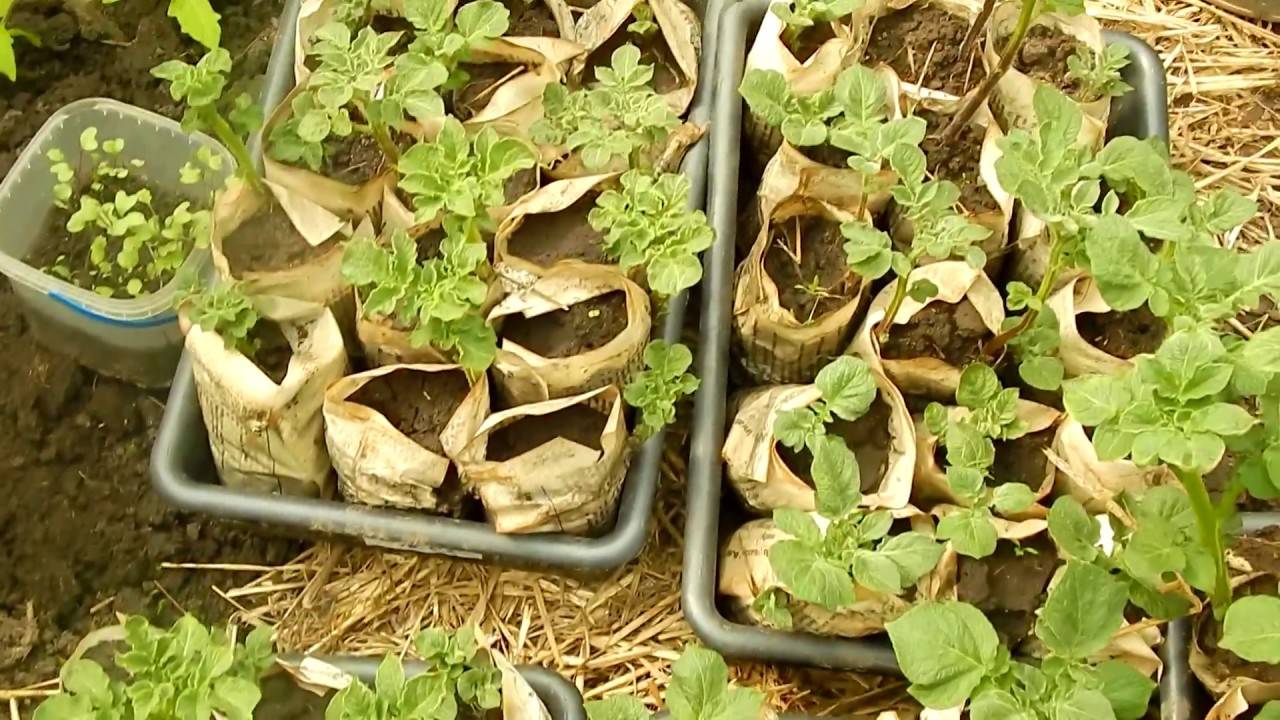 Картофель на зависть соседям: как посадить правильно? советы бывалого огородника