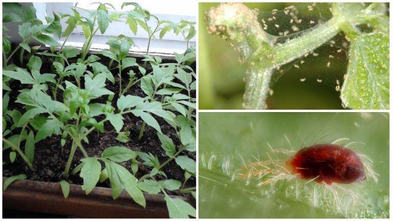 Чем опасна тля на помидорах и как от нее избавиться