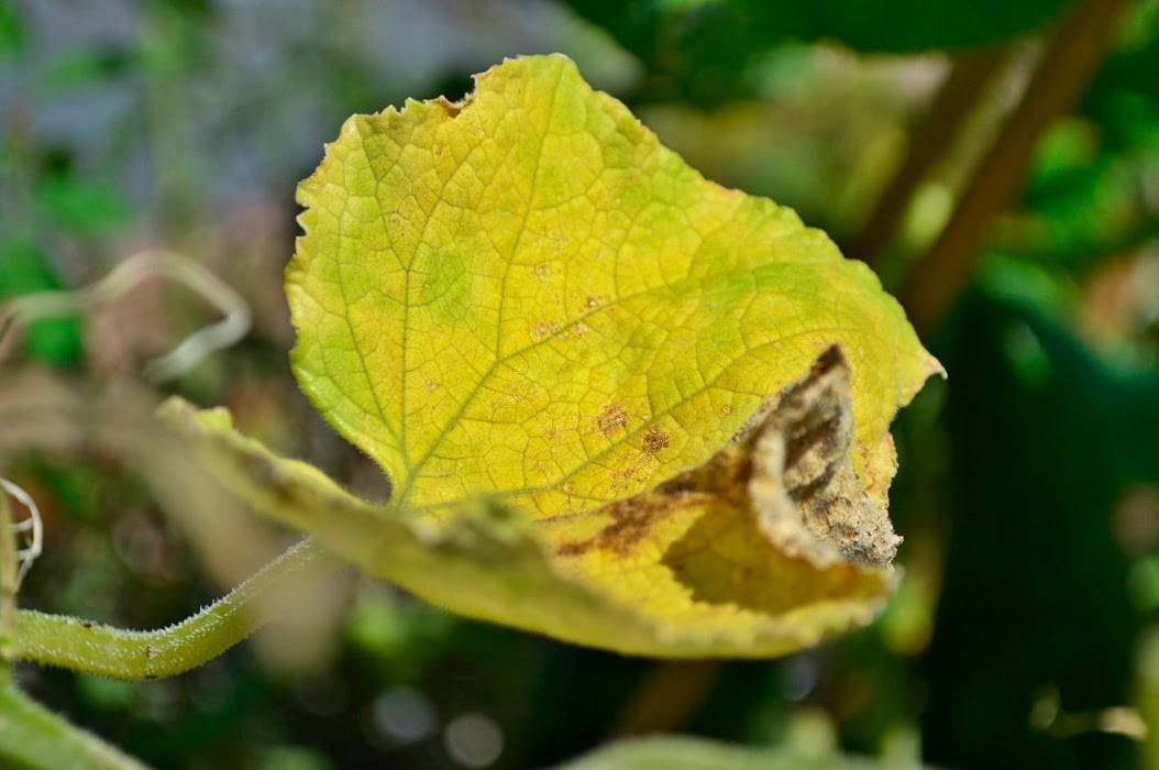Желтеют листья у тыквы: почему это происходит и что делать, если они пожелтели