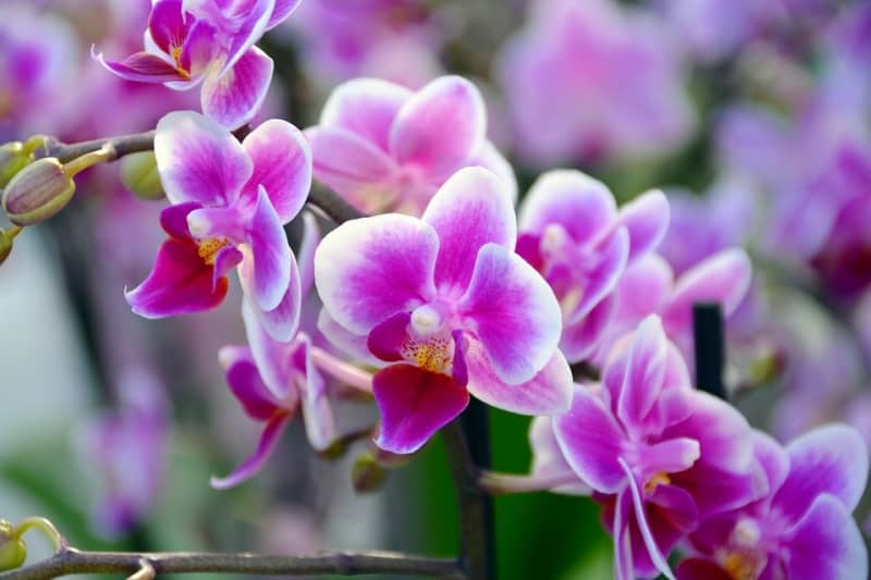 Сколько обычно цветет орхидея?