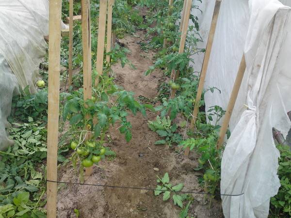 Когда высаживать помидоры под укрывной материал (видео)