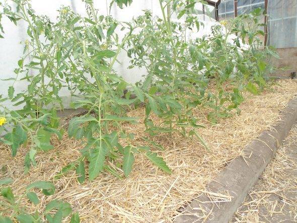 Мульчирование томатов в теплице из поликарбоната: что лучше для почвы под помидоры, можно ли взять опилки, скошенную траву, как правильно применять солому, крапиву?