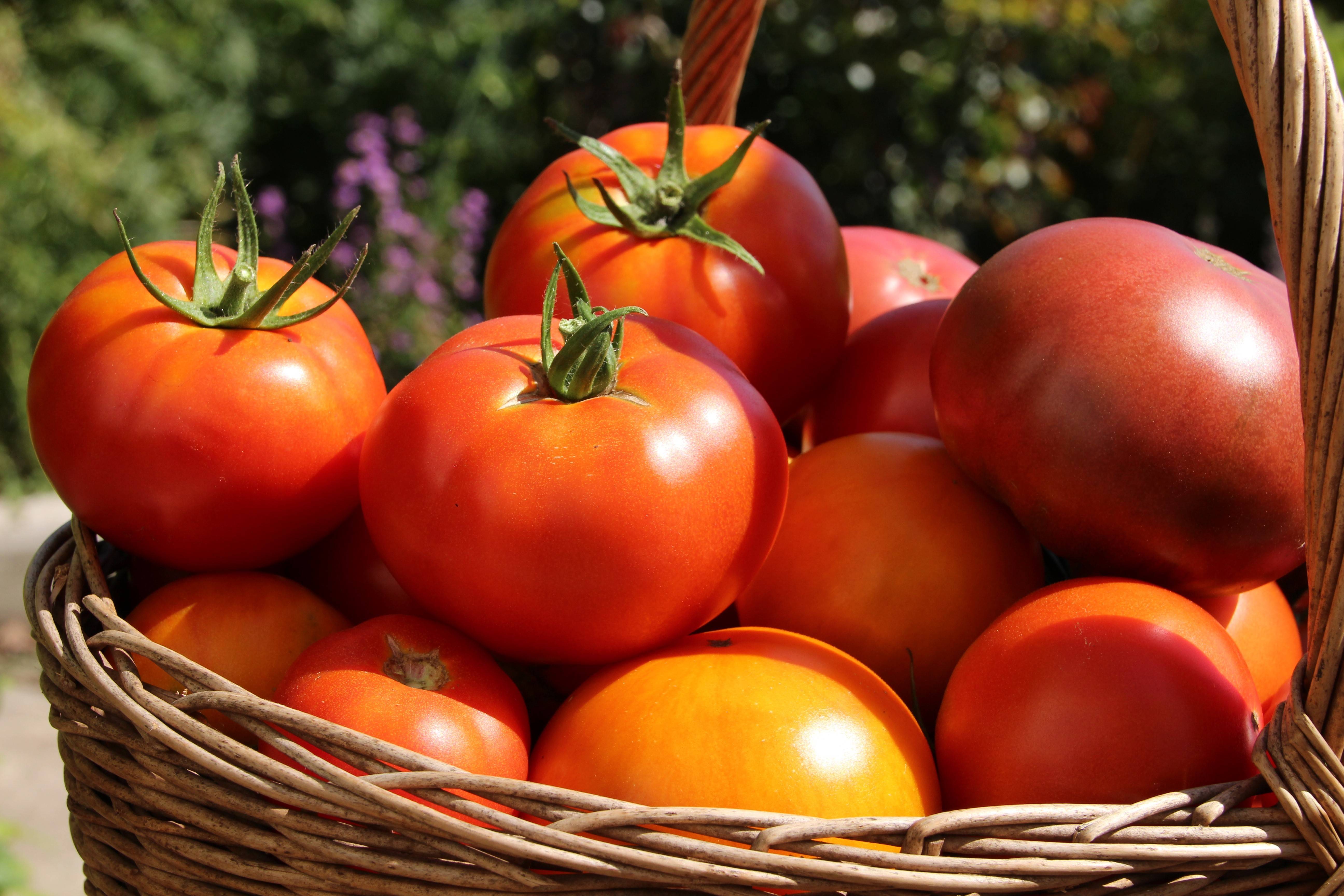 Лучшие сорта томатов на 2019 год: фото, отзывы, описание для теплиц, открытого грунта