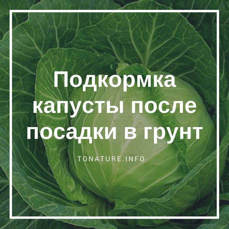 Подкормка капусты. Подкормка капусты в открытом грунте. Подкормка капусты после высадки. Высадка капусты в открытый грунт.