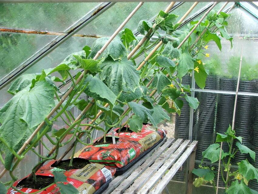 Выращивание помидоров в парнике: как правильно подготовить, когда осуществить посадку семян томатов, какие сорта выбрать и как грамотно ухаживать за сеянцами? русский фермер