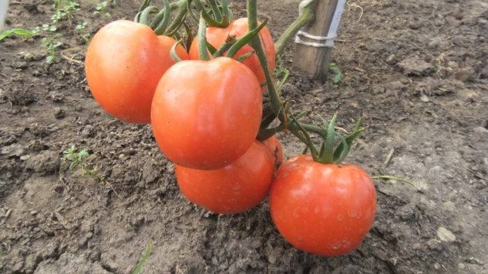 Мой огород 2. моя коллекция томатов. гиганты - страна мам