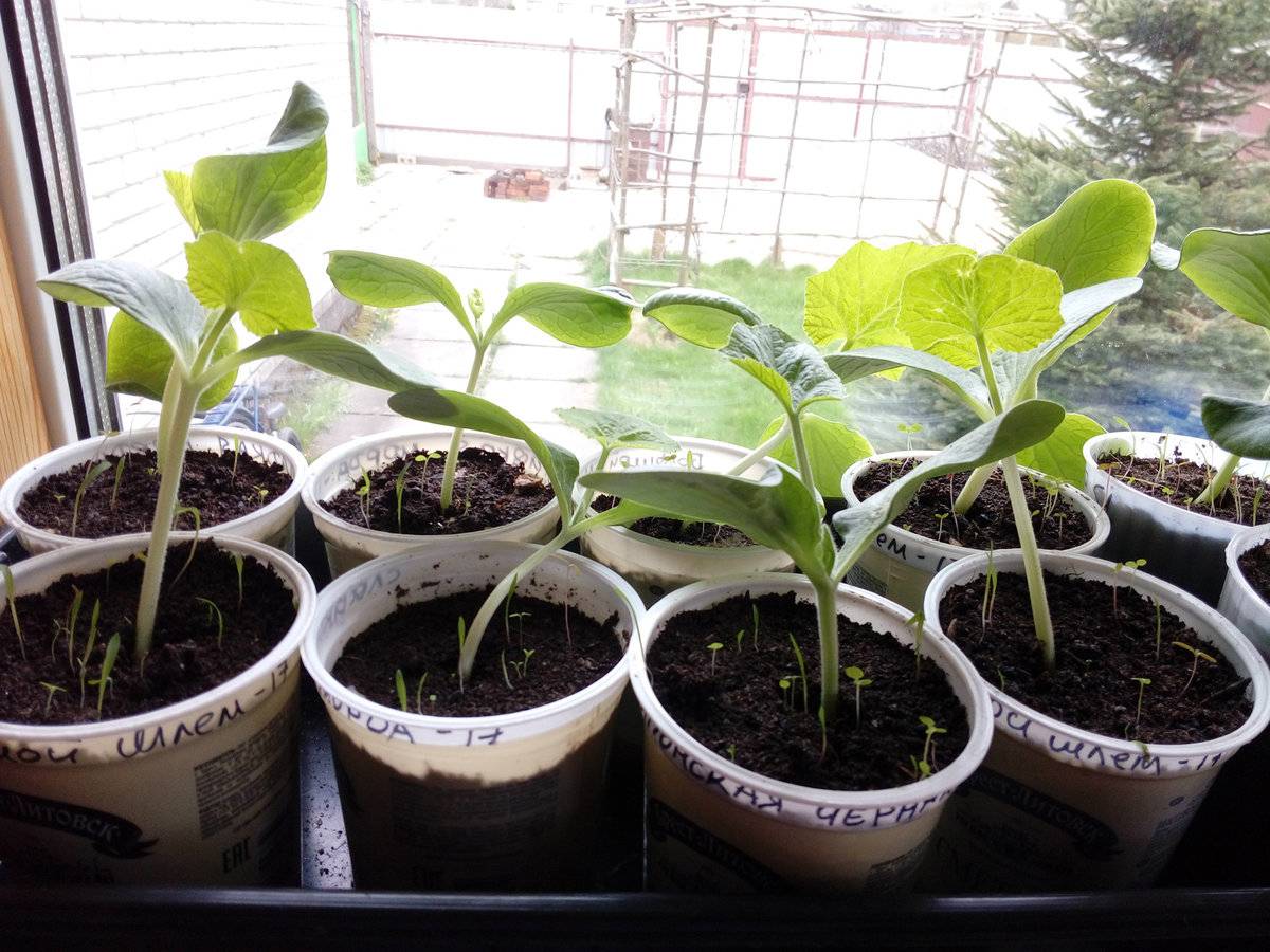 Выращивание рассады тыквы: посадка семян, уход, пикировка